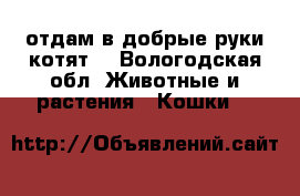 отдам в добрые руки котят  - Вологодская обл. Животные и растения » Кошки   